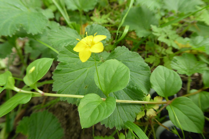 Photo of Yellow pimpernel by Jim Barton